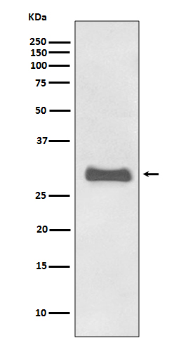 Prion Protein Rabbit mAb