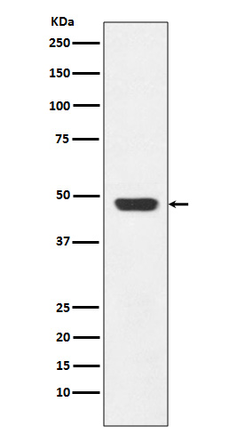 GAP43 Rabbit mAb