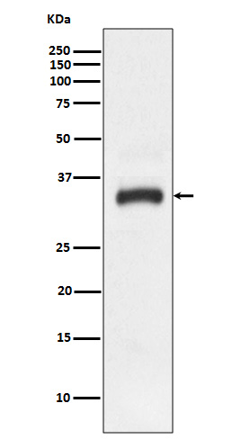 JAM1 Rabbit mAb