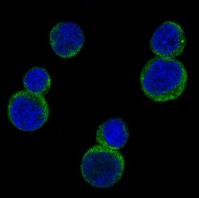 Rho A Rabbit mAb