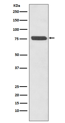 p63 Rabbit mAb