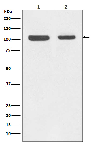 Retinoblastoma Rabbit mAb