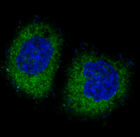 PKR Rabbit mAb