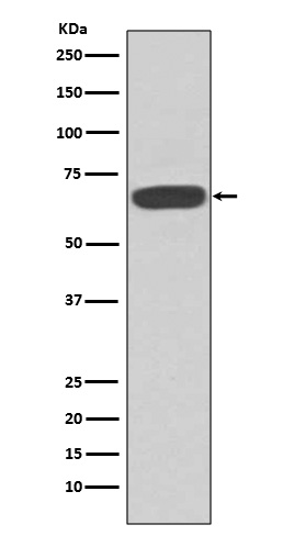 PKR Rabbit mAb