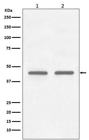 FNTB Rabbit mAb