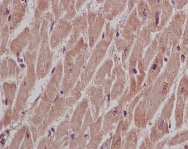SHP2 Rabbit mAb