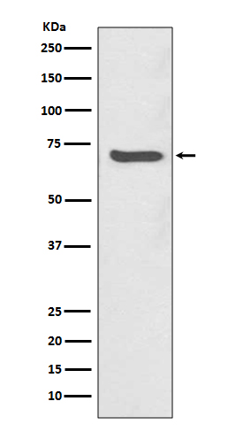 SHP2 Rabbit mAb
