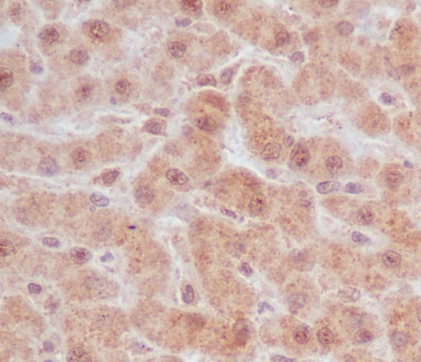Caspase-9 Rabbit mAb