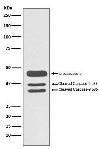 Caspase-9 Rabbit mAb