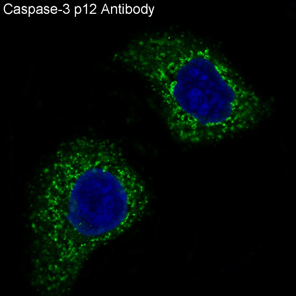 Caspase-3 p12 Rabbit mAb