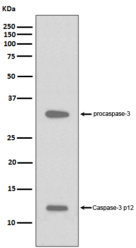 Caspase-3 p12 Rabbit mAb