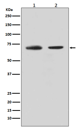 CDC40 Rabbit mAb