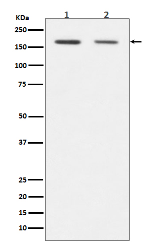 Dnmt1 Rabbit mAb