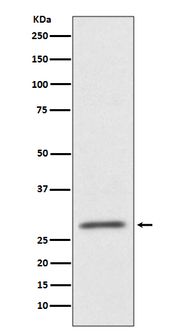 CD99 Rabbit mAb
