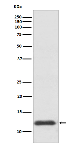 TRX1 Rabbit mAb