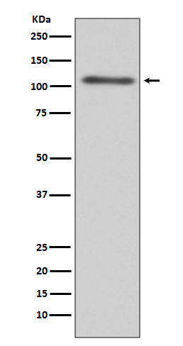 C3 Rabbit mAb