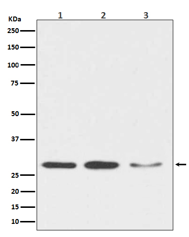 DDIT3 Rabbit mAb