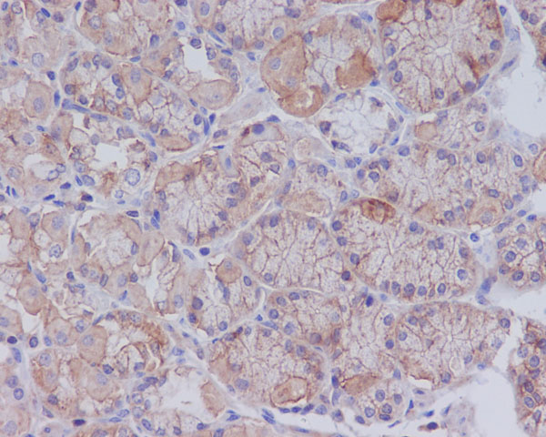 CD147 Rabbit mAb