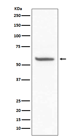 CD147 Rabbit mAb