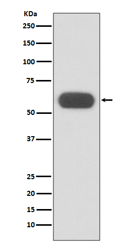 GBA Rabbit mAb