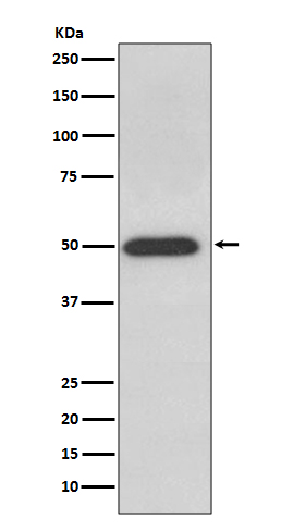 ATPB Rabbit mAb