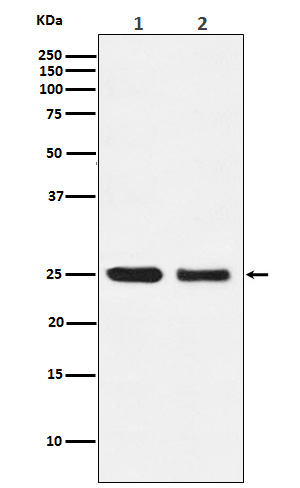 AQP1 Rabbit mAb