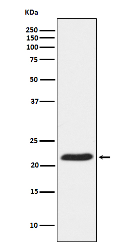 TCTP Rabbit mAb