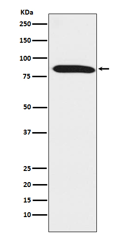 Dynein intermediate chain 1 Rabbit mAb
