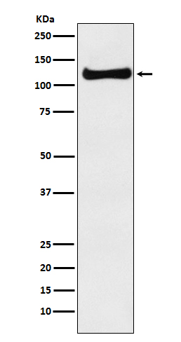 USP10 Rabbit mAb