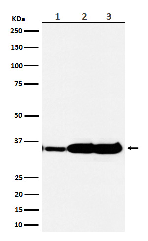 HuR / ELAVL1 Rabbit mAb