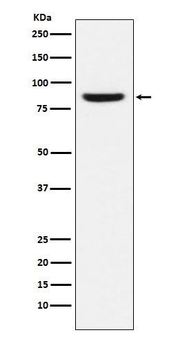 MCM5 Rabbit mAb