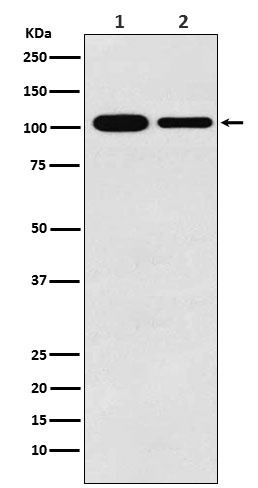 MCM3 Rabbit mAb