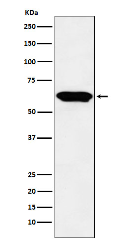 E2F4 Rabbit mAb