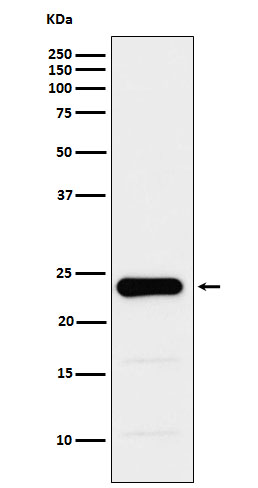 GST3 / GSTP1 Rabbit mAb