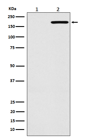 EGFR(L858R mutation) Rabbit mAb