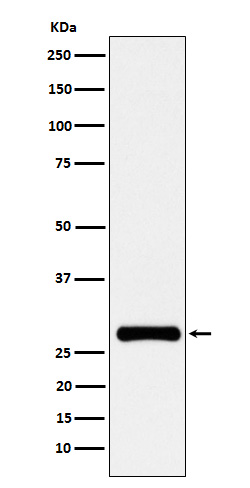 RFA2 Rabbit mAb