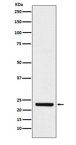 HB EGF Rabbit mAb