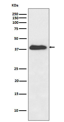 XLF Rabbit mAb