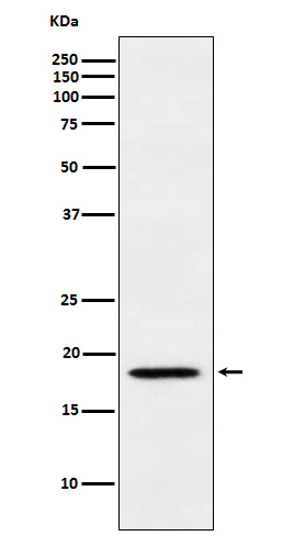 MTH1 Rabbit mAb