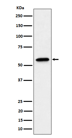 SF3A3 Rabbit mAb