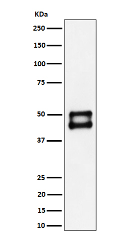 JNK1 Rabbit mAb