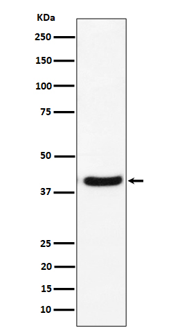 GNAI2 Rabbit mAb