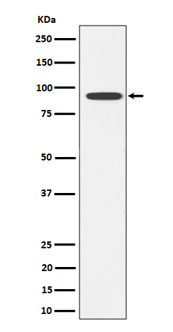 Glyt2 Rabbit mAb