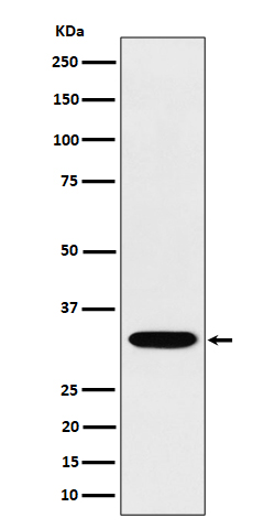 TSFM Rabbit mAb