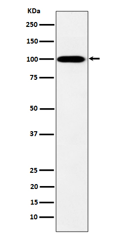 MYO19 Rabbit mAb