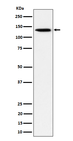 TRIM24 Rabbit mAb