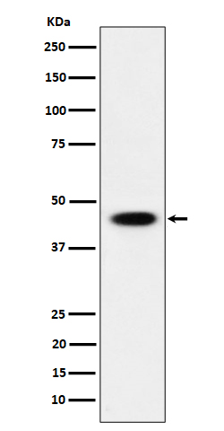 AdSS 2 Rabbit mAb