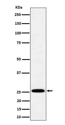 TEMT Rabbit mAb