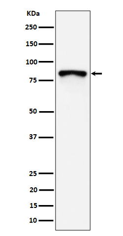 MS4A14 Rabbit mAb