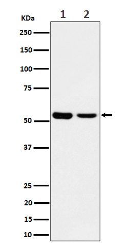 AAMP Rabbit mAb